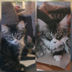 Lost Female Cat last seen Nebraska Ave & Regal St, Spokane, WA 99208