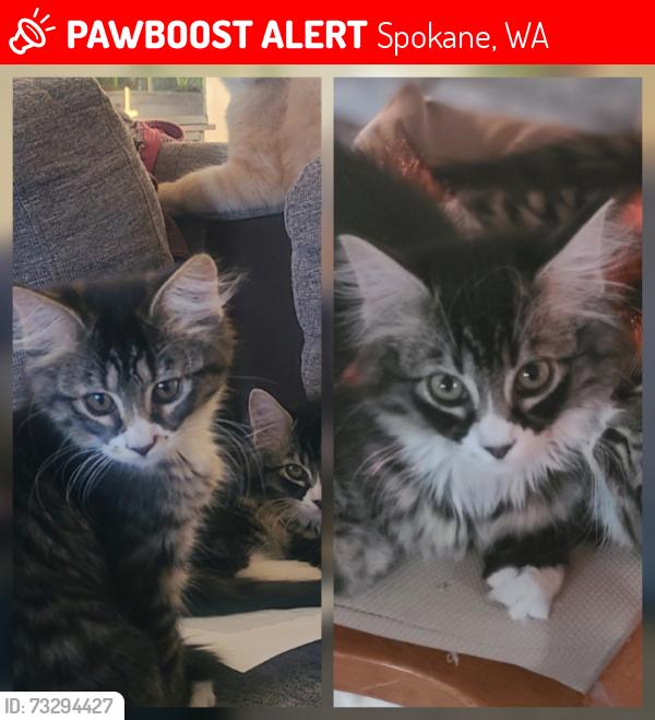 Lost Female Cat last seen Nebraska Ave & Regal St, Spokane, WA 99208