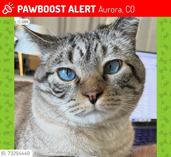 Lost Male Cat last seen Iola between 25th and 26th, Aurora, CO 80010