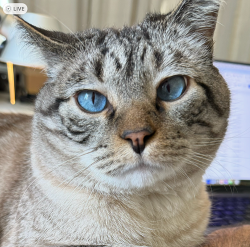 Lost Male Cat last seen Iola between 25th and 26th, Aurora, CO 80010