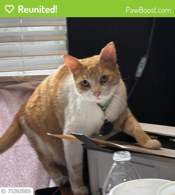 Reunited Male Cat last seen Near Palmer St, Orlando, FL 32801, USA, Orlando, FL 32801