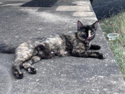 Found/Stray Female Cat last seen The Bridges apmts, Sherman, TX 75092
