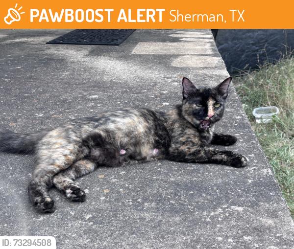 Found/Stray Female Cat last seen The Bridges apmts, Sherman, TX 75092