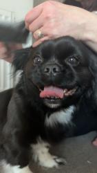 Reunited Female Dog last seen Near william bayliss Drive, West Midlands, England WV2 2JF