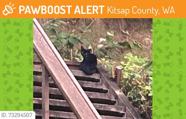 Found/Stray Unknown Cat last seen Sandy Beach Lane NE Kingston, Kitsap County, WA 98346