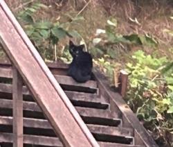 Found/Stray Unknown Cat last seen Sandy Beach Lane NE Kingston, Kitsap County, WA 98346