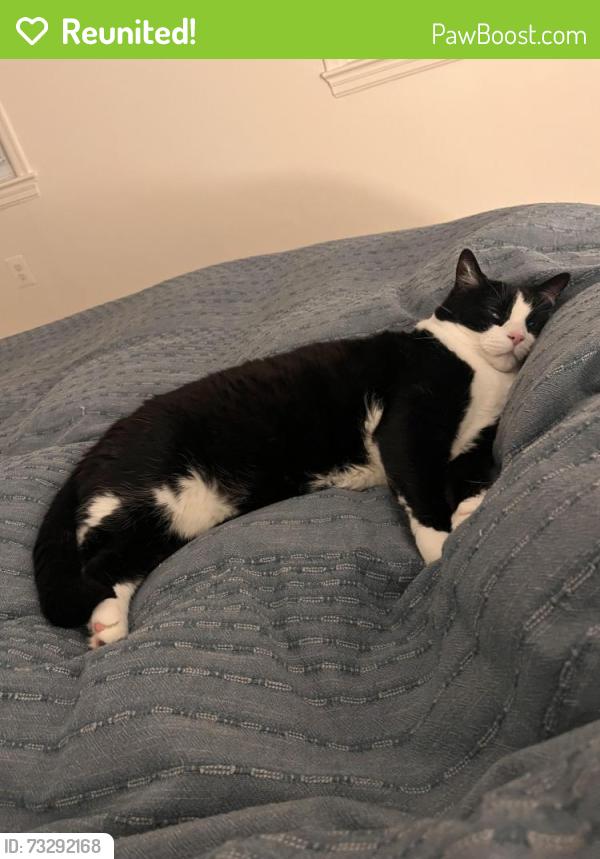 Reunited Male Cat last seen Scroggins and Braddock rd, Alexandria, VA 22302