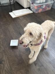 Found/Stray Male Dog last seen Heron Bay, Parkland, FL 33076