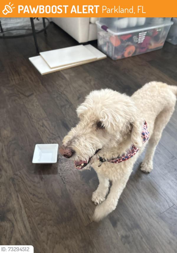 Found/Stray Male Dog last seen Heron Bay, Parkland, FL 33076
