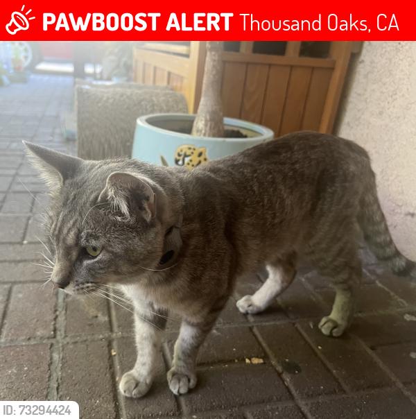 Lost Male Cat last seen Via el Molino & N via Los Altos, Thousand Oaks, CA 91320