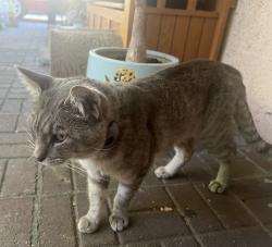 Lost Male Cat last seen Via el Molino & N via Los Altos, Thousand Oaks, CA 91320