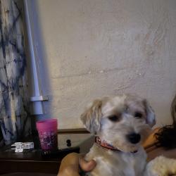 Reunited Male Dog last seen Nw 35th between Western & Shartel, Oklahoma City, OK 73118