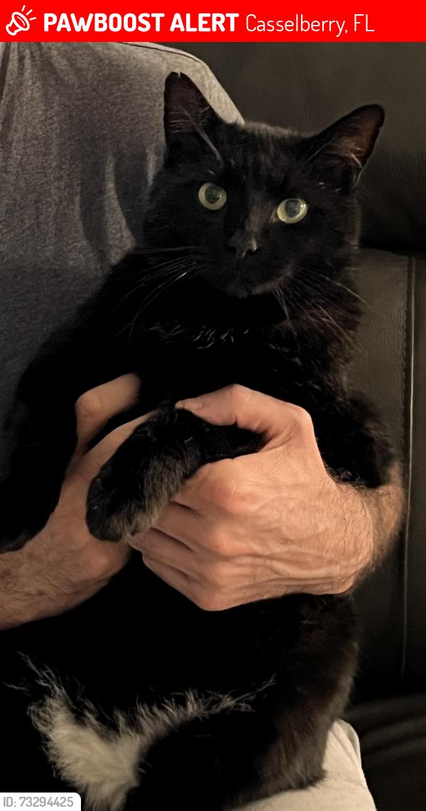 Lost Male Cat last seen Camelot area, Roundtable Dr, Casselberry, FL 32707