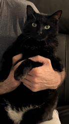 Lost Male Cat last seen Camelot area, Roundtable Dr, Casselberry, FL 32707