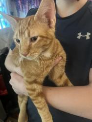 Reunited Unknown Cat last seen 9th & Pennsylvania, Leavenworth, KS 66048