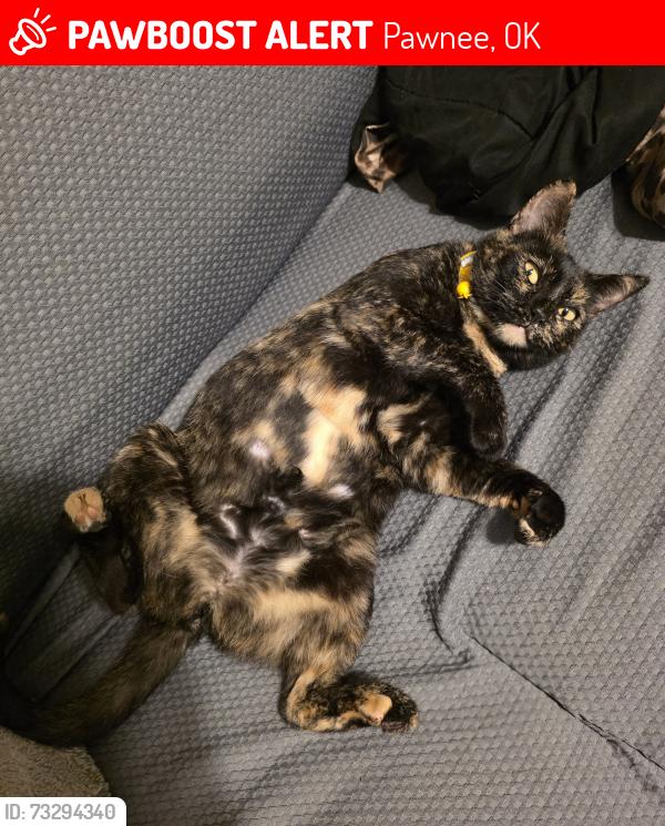 Lost Female Cat last seen Cimarron Turnpike Exit 36, Lone Chimney, OK 74075, Pawnee, OK 74058
