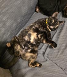 Lost Female Cat last seen Cimarron Turnpike Exit 36, Lone Chimney, OK 74075, Pawnee, OK 74058