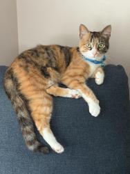 Reunited Female Cat last seen Powell Road, Leamy Avenue, Springfield Township, PA 19064