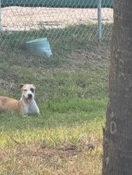 Found/Stray Unknown Dog last seen Near S state rd. margate Fl, Margate, FL 33063