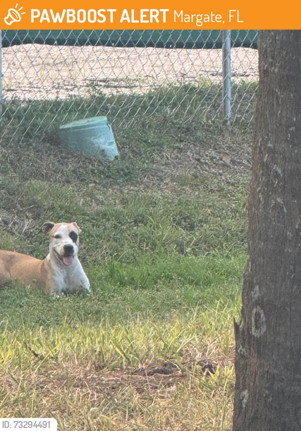 Found/Stray Unknown Dog last seen Near S state rd. margate Fl, Margate, FL 33063