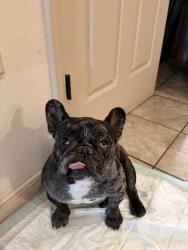 Found/Stray Male Dog last seen Sunland park NM, El Paso, TX 79922