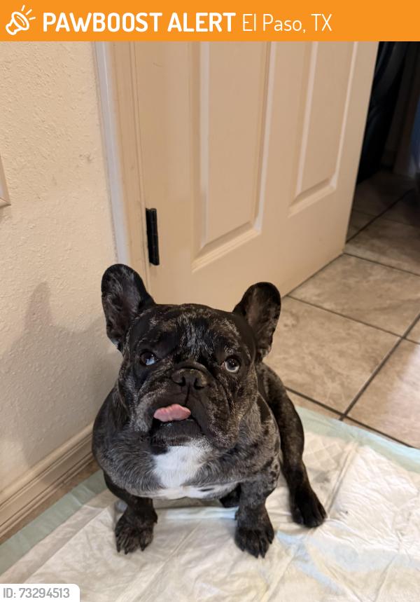Found/Stray Male Dog last seen Sunland park NM, El Paso, TX 79922