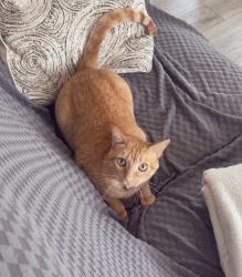 Lost Male Cat last seen San Filippo, Cogan, Palm Bay, FL 32909