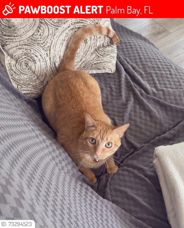 Lost Male Cat last seen San Filippo, Cogan, Palm Bay, FL 32909