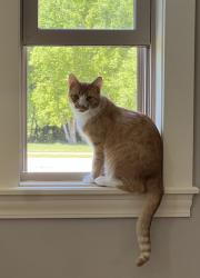 Reunited Male Cat last seen Playden and Wessex, Peoria, IL 61615