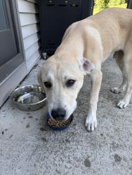 Found/Stray Male Dog last seen Northwest YMCA in Bloomington, IN, Bloomington, IN 47404
