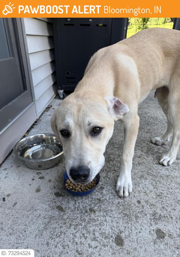Found/Stray Male Dog last seen Northwest YMCA in Bloomington, IN, Bloomington, IN 47404