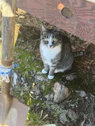 Lost Female Cat last seen End of Miller Rd off of Purdon, Nevada City, CA 95959