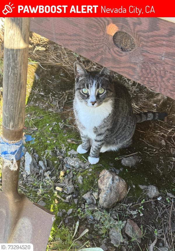 Lost Female Cat last seen End of Miller Rd off of Purdon, Nevada City, CA 95959