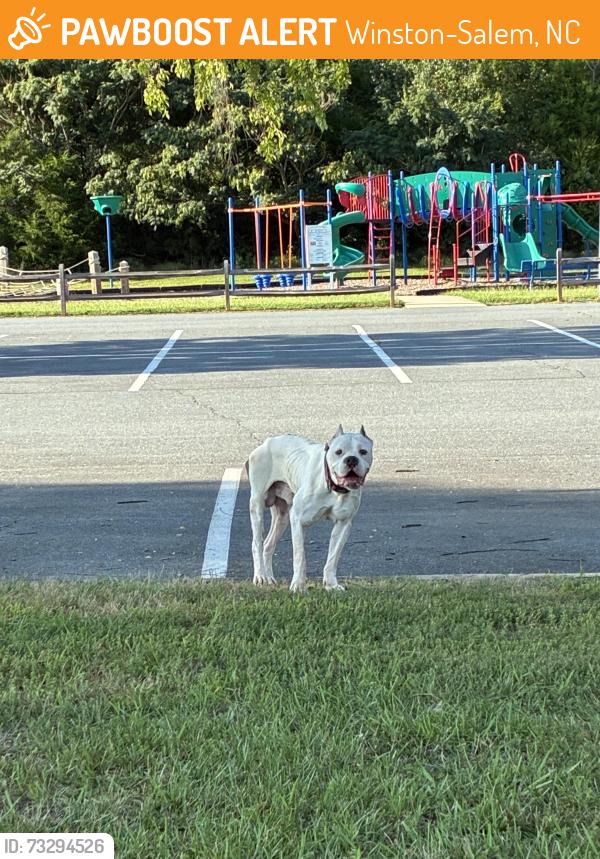 Found/Stray Male Dog last seen Meadowlark Middle School, Winston-Salem, NC 27106