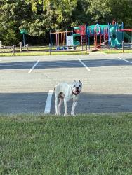 Found/Stray Male Dog last seen Meadowlark Middle School, Winston-Salem, NC 27106