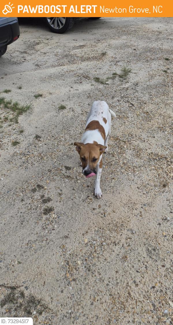 Found/Stray Male Dog last seen Bentonville Battlefield State Historic Site, Newton Grove, NC 28366