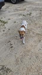 Found/Stray Male Dog last seen Bentonville Battlefield State Historic Site, Newton Grove, NC 28366