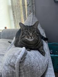 Reunited Male Cat last seen Near Lorden Ln, Brookline, NH 03033, USA, Brookline, NH 03033