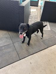 Reunited Male Dog last seen Farrier & Sandpiper, Rocklin, CA 95765