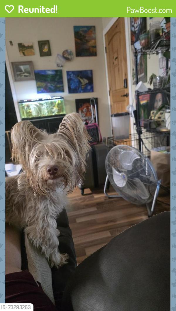 Reunited Male Dog last seen Willis Waukegan, Conroe, TX 77303