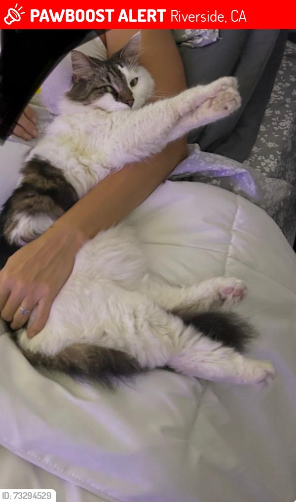 Lost Female Cat last seen Peralta, Mountain Shadow, Riverside, CA 92509