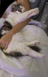Lost Female Cat last seen Peralta, Mountain Shadow, Riverside, CA 92509