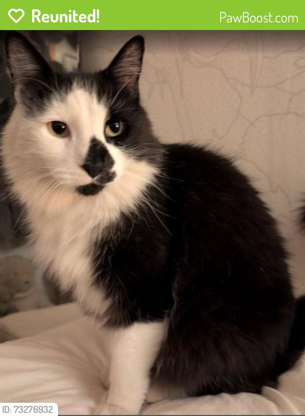 Reunited Male Cat last seen Siesta Ln or Rogers, Santa Rosa, CA 95404