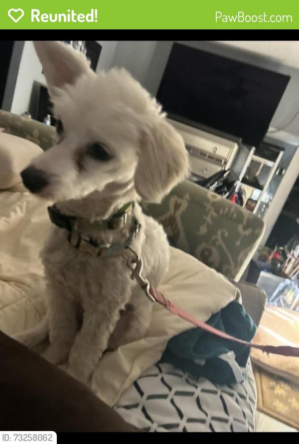 Reunited Female Dog last seen 15th st, Oklahoma City, OK 73117