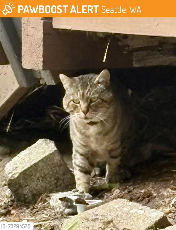 Found/Stray Unknown Cat last seen Right under apmt 8A crawl space in the Wedgwood Cottages near Safeway., Seattle, WA 98115