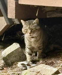 Found/Stray Unknown Cat last seen Right under apmt 8A crawl space in the Wedgwood Cottages near Safeway., Seattle, WA 98115