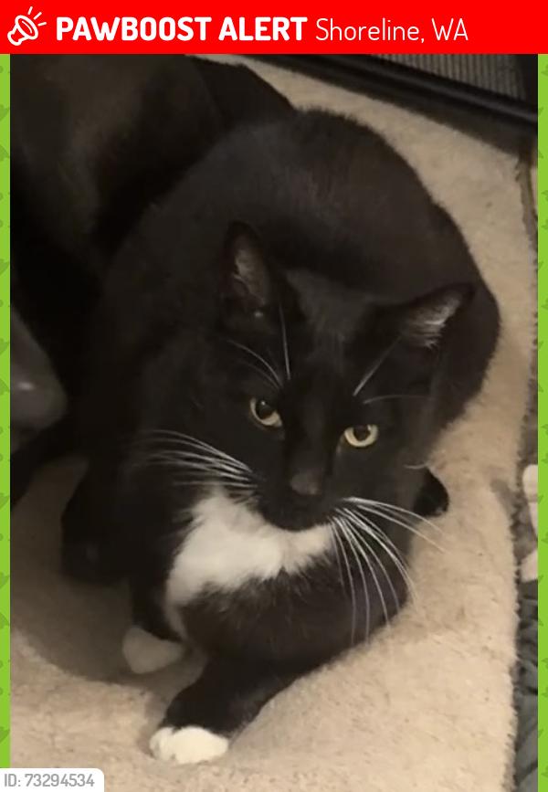 Lost Male Cat last seen Shorecrest High School, Shoreline, WA 98155