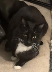 Lost Male Cat last seen Shorecrest High School, Shoreline, WA 98155