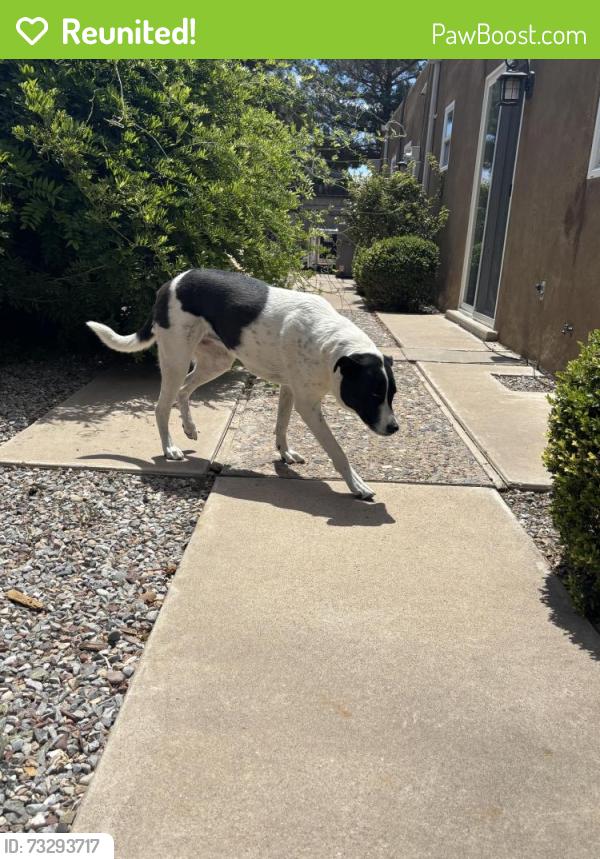 Reunited Female Dog last seen Golden & Montano, Albuquerque, NM 87120