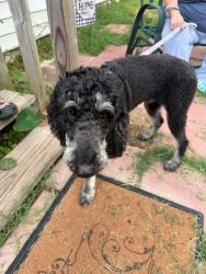 Shelter Stray Female Dog last seen Sherman St, Gastonia, NC, 1491 Business Park Ct, Gastonia, NC 28052, USA